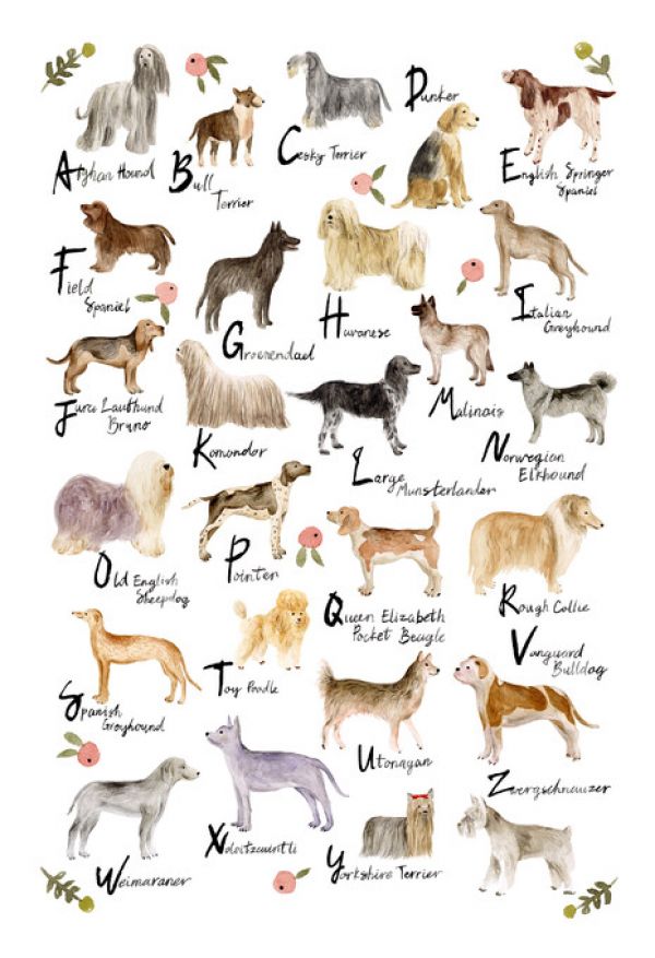 PHOTOWALL / Dog Alphabet (e324706)
