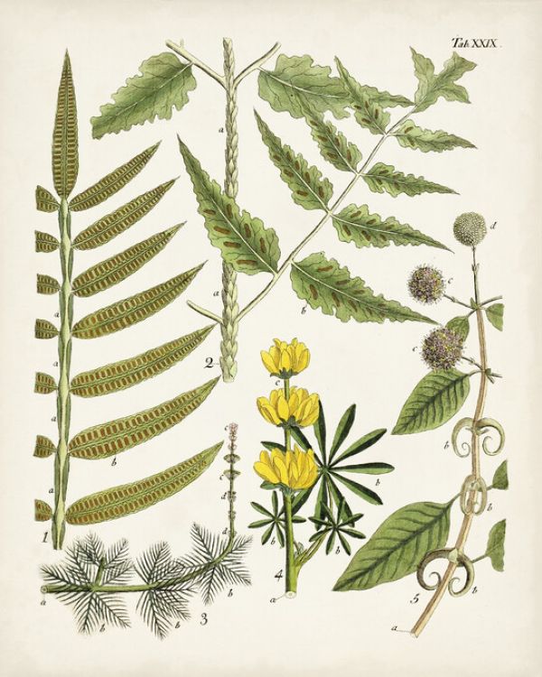 PHOTOWALL / Fanciful Ferns II (e324721)