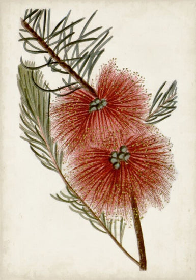 PHOTOWALL / Bottle Brush Flower (e324732)