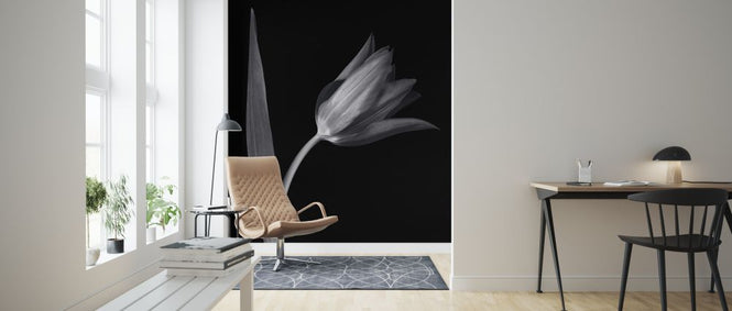 PHOTOWALL / Single Tulip (e326247)