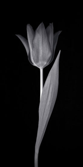 PHOTOWALL / Single Tulip (e326248)