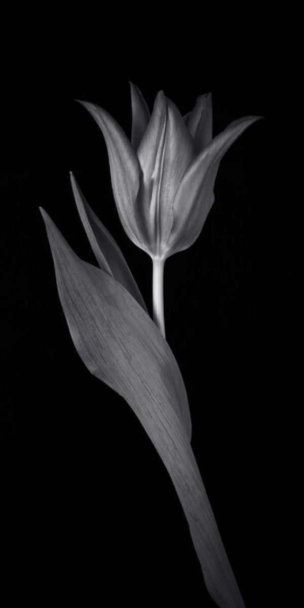 PHOTOWALL / Single Tulip (e326249)