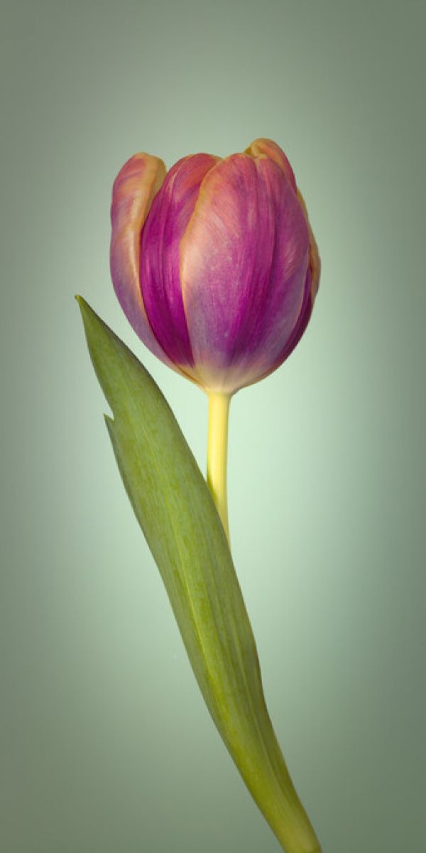 PHOTOWALL / Single Tulip (e326250)