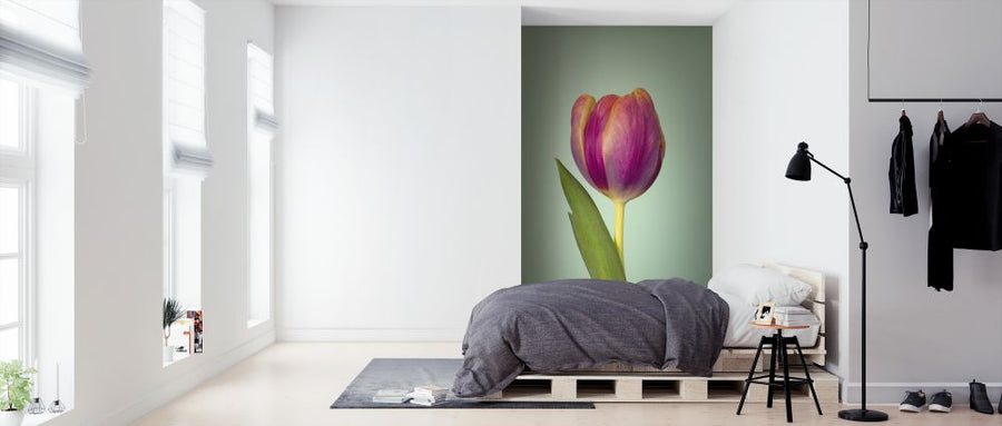 PHOTOWALL / Single Tulip (e326250)