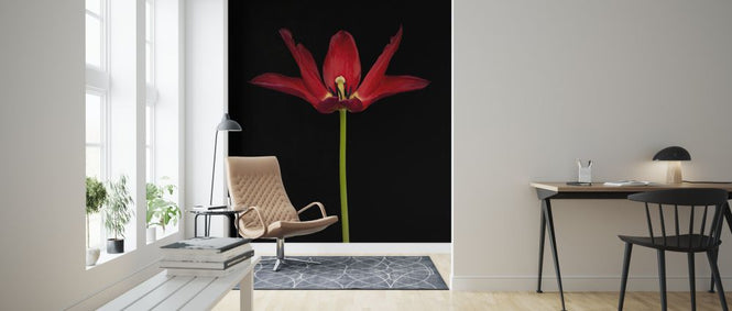 PHOTOWALL / Tulip Close Up (e326251)
