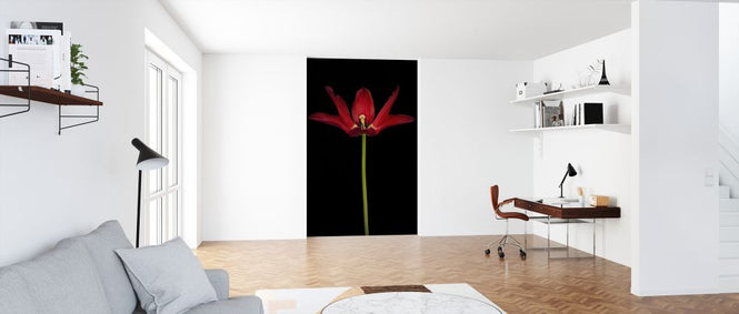 PHOTOWALL / Tulip Close Up (e326251)