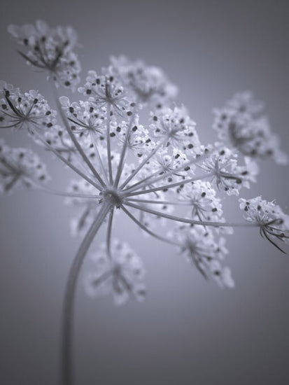 PHOTOWALL / Cow Parsley (e326257)