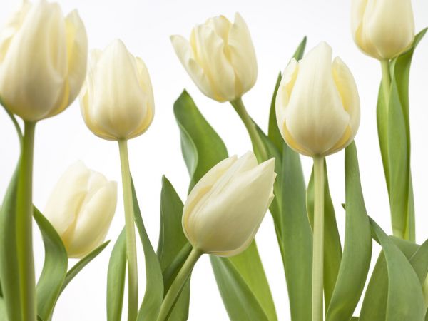 PHOTOWALL / Tulips (e326260)
