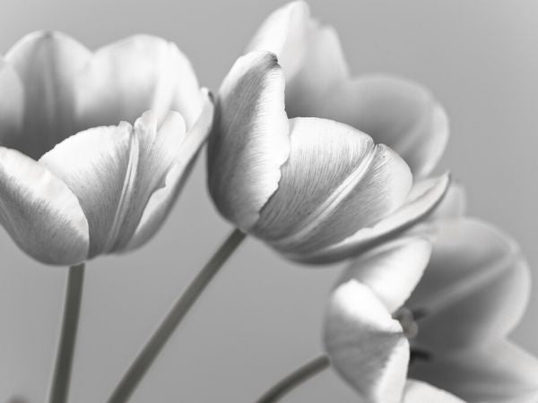 PHOTOWALL / Tulips (e326262)