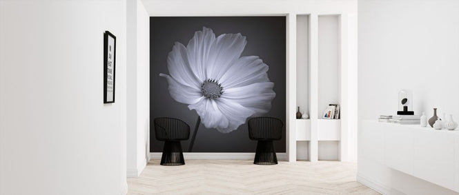 PHOTOWALL / Cosmos (e326263)