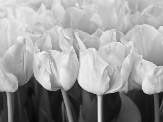 PHOTOWALL / Tulips (e326261)