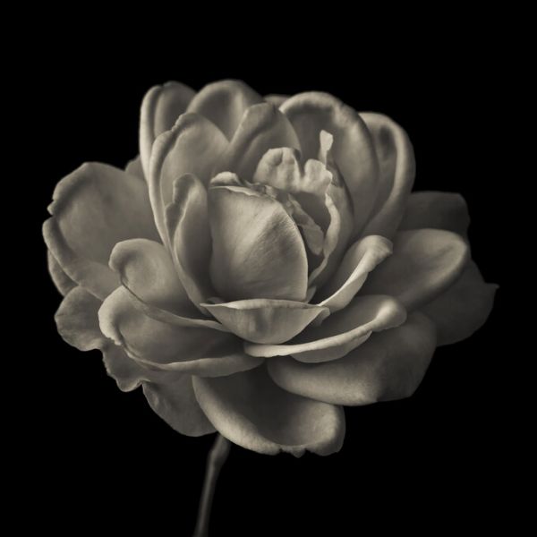 PHOTOWALL / Roses (e326265)