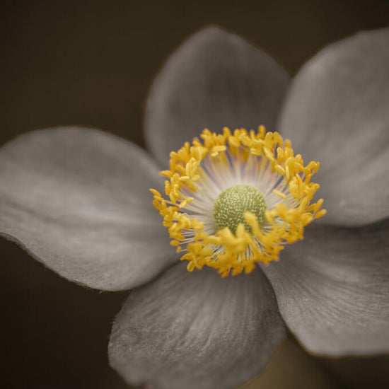 PHOTOWALL / Anemone (e326266)