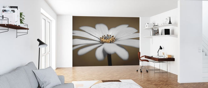 PHOTOWALL / African Daisy (e326269)