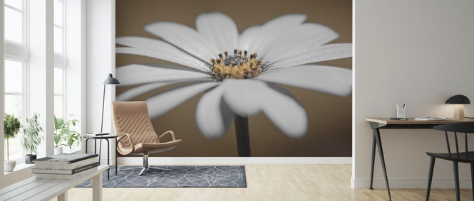 PHOTOWALL / African Daisy (e326269)
