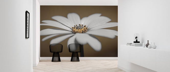 PHOTOWALL / African Daisy (e326269)