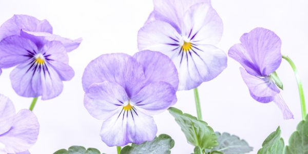 PHOTOWALL / Violets (e326271)