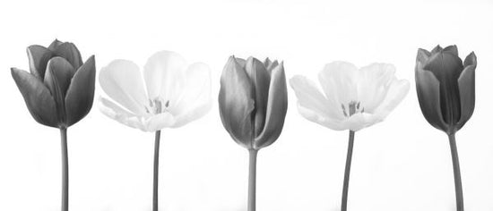 PHOTOWALL / Tulips (e326272)