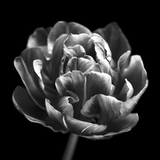 PHOTOWALL / Tulips (e326274)