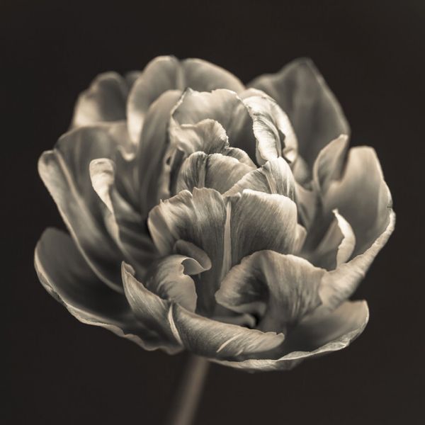 PHOTOWALL / Tulips (e326275)