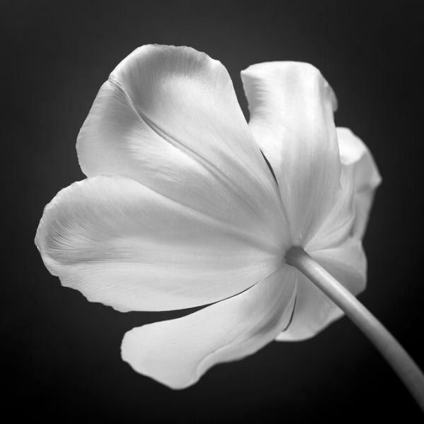 PHOTOWALL / Tulips (e326278)