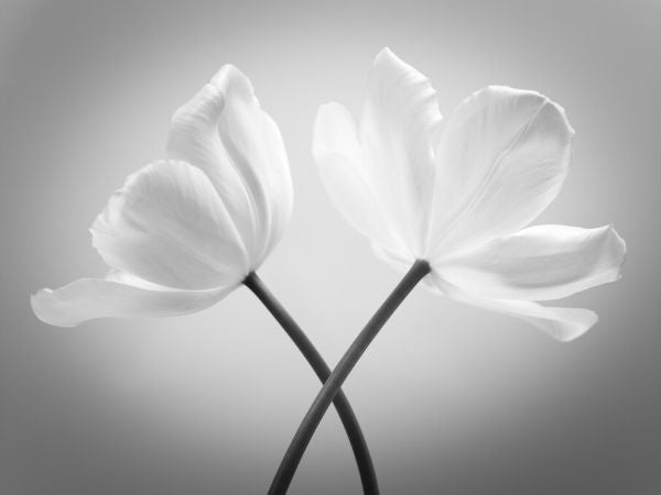 PHOTOWALL / Tulips (e326281)
