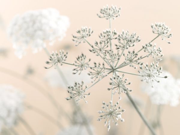 PHOTOWALL / Cow Parsley (e326283)