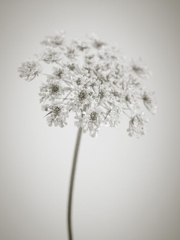 PHOTOWALL / Cow Parsley (e326284)