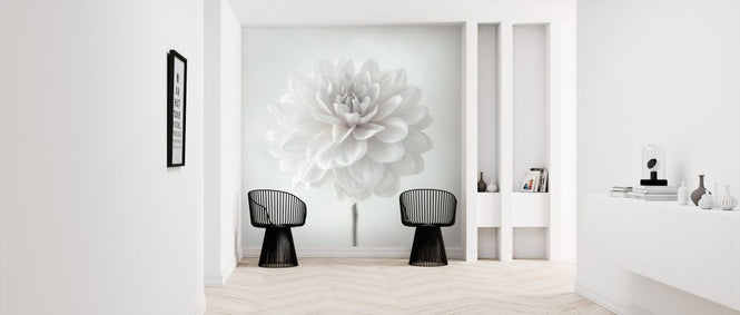 PHOTOWALL / Dahlias (e326285)