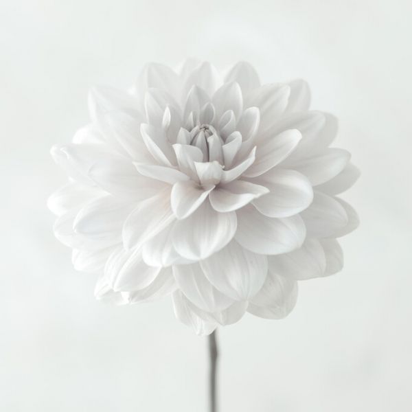 PHOTOWALL / Dahlias (e326285)