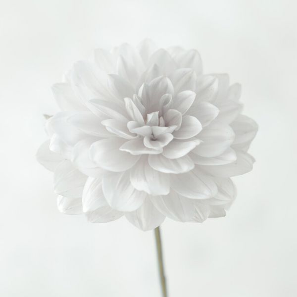 PHOTOWALL / Dahlias (e326286)