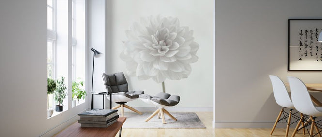 PHOTOWALL / Dahlias (e326286)