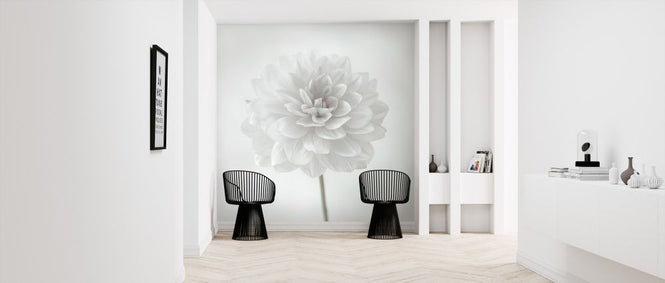 PHOTOWALL / Dahlias (e326286)