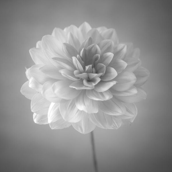 PHOTOWALL / Dahlias (e326287)