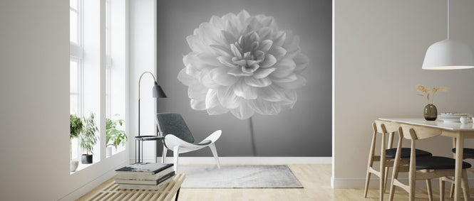 PHOTOWALL / Dahlias (e326287)