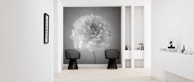 PHOTOWALL / Dahlias (e326287)