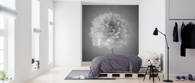 PHOTOWALL / Dahlias (e326287)
