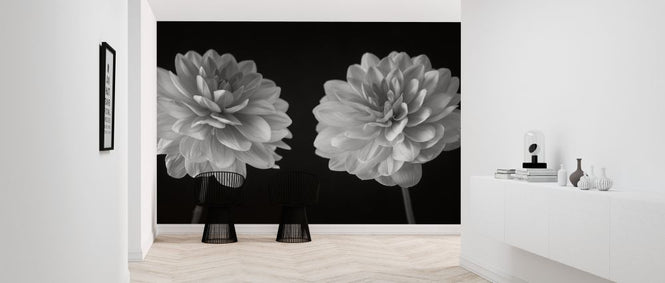 PHOTOWALL / Dahlias (e326288)