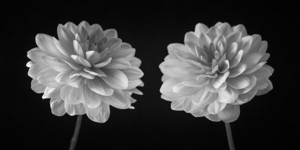 PHOTOWALL / Dahlias (e326288)