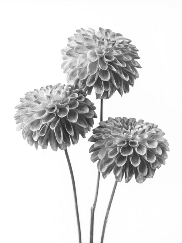 PHOTOWALL / Dahlias (e326289)