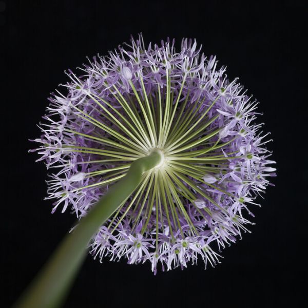 PHOTOWALL / Allium Flower (e326297)