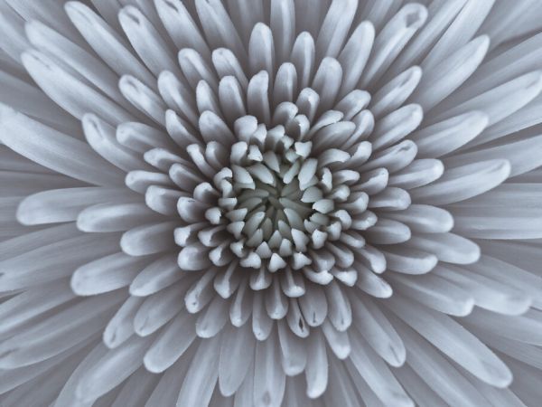 PHOTOWALL / Chrysanthemums (e326299)