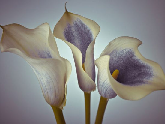 PHOTOWALL / Calla Lily (e326301)