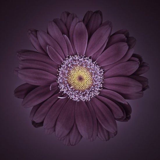 PHOTOWALL / Gerbera Flower (e326302)