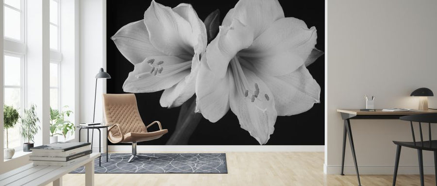 PHOTOWALL / White Amaryllis (e326303)