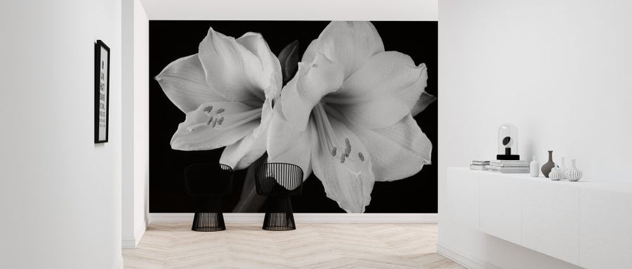 PHOTOWALL / White Amaryllis (e326303)