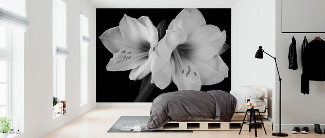 PHOTOWALL / White Amaryllis (e326303)