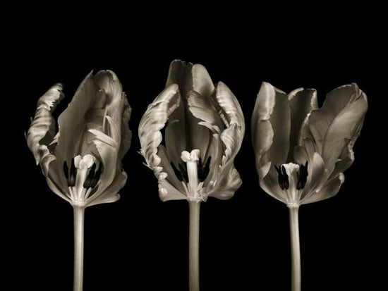 PHOTOWALL / Three Tulips (e326306)