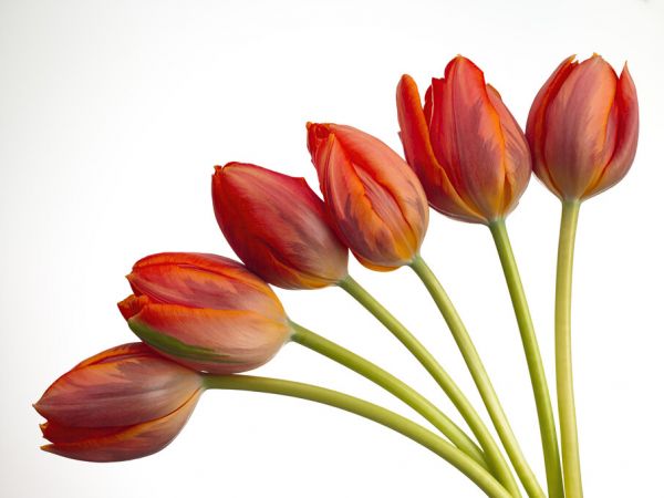 PHOTOWALL / Tulips (e326312)