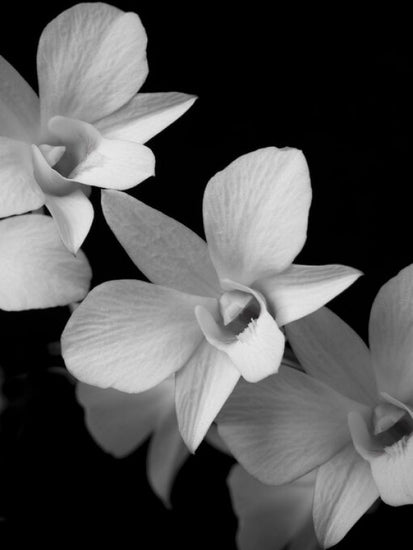PHOTOWALL / Orchid (e326313)